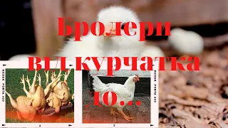 Бройлери от і до. Вирощування від курчатки до ...