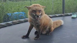 Finnegan fox's first time on a trampoline!