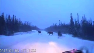 Car narrowly avoids 4 moose on snowy road