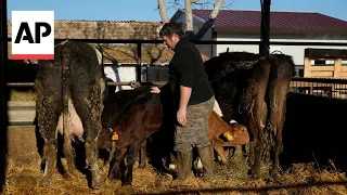 Struggling Italian cattle breeder joins tractor protest