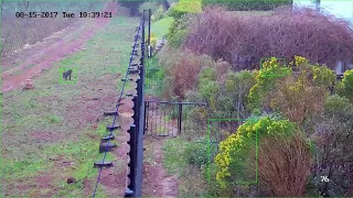 Baboons on camera and on fence