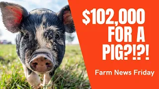 Dutch Farmers Protest, Food Processors Lawsuit, and a $102,000 Pig