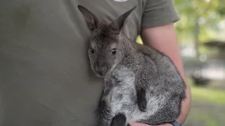 Bemutatkozik Cody, a Bennett-kenguru! / Introducing Cody the Wallaby