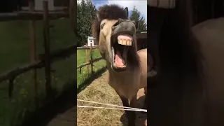 singer donkey singing a song-funny video_#shortvideo