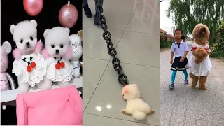 Tik Tok Chó Phốc Sóc Mini | Funny and Cute Pomeranian Videos #27