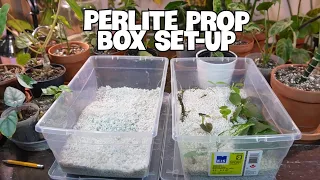 HOW TO SET-UP AND MAINTAIN A PERLITE PROP BOX | My Favorite Rooting Method.