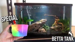 NEW *SPECIAL* COLOR CHANGING BETTA ONLY FISH TANK AQUARIUM SETUP!!