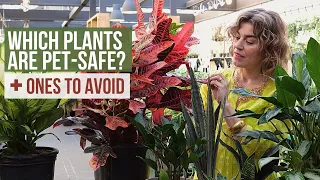 2023 GUIDE to Pet-Friendly Indoor Plants