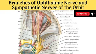 Branches of Ophthalmic Nerve - Lacrimal, Frontal & Nasociliary Nerves & Sympathethic Nerves of Orbit