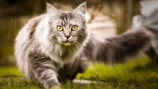 Коты воители:Манга Возвращение воителя