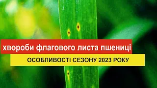 Хвороби флагово листа пшениці  Вирощування пшениці