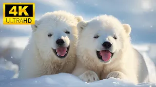 Baby Animals 4K UltraHD - Lovely Wild Cute Animal With Relaxing Piano Music (Colorfully Dynamic)