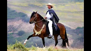 THE PERUVIAN PASO