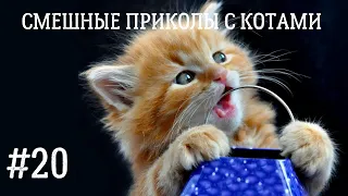 Новая подборка смешных приколов с котами. Funny cats. Коты с озвучкой.