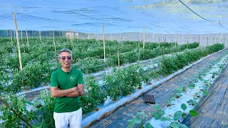 Tataas ang Ani, Bababa ang Gastos, Panalo pa sa Ganda ang Farm sa Shade and Insect Net House!