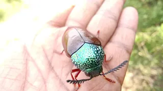 Flying Sound Of Different Jewel Beetles 🪲🐞 Part 3