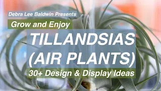 Tillandsias (air plants): 30+ Design and Display Ideas