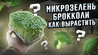 Микрозелень брокколи! Как вырастить? Как посадить брокколи рапини?