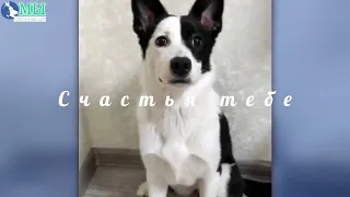 🐶 ЮМА передает привет всем из дома❗  Теперь её зовут Алиса, живет она в дружной любящей семье ❤️‍🔥