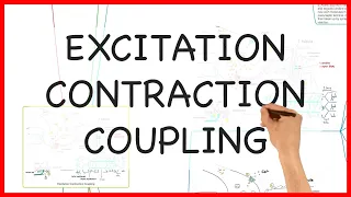 EXCITATION CONTRACTION COUPLING -PHYSIOLOGY SERIES