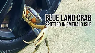 Blue Land Crab Spotted In Emerald Isle - First One Spotted In North Carolina