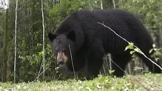 MONSTER BLACK BEAR AT 5 YARDS!