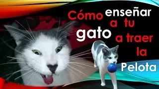 Cómo enseñar a tu gato a buscar y traer la pelota como perro