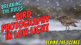 Bird Photography in Low Light- Breaking the Rules - Good Results???