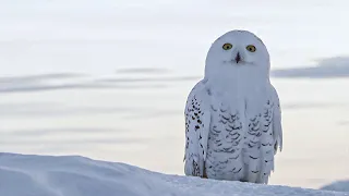 Snowy Owl