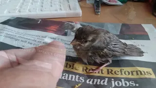 Hand feeding a fledgling house sparrow