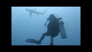 Акула лисица