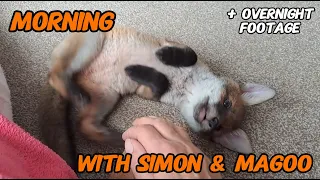 Morning fun 🦊🥰 #wildlife #fox #cuteanimals #cute #viral #fyp #vlog #mylife