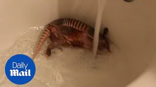 Arnie the armadillo loves baths and playing with tissue paper
