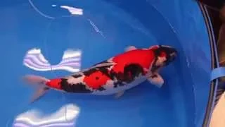 All Japan Koi Show 2014 - Grand Champion - Lion Queen - Momotaro Koi Farm