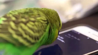 Talking Budgie Activates "Hey Siri" Part 2!!