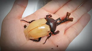 The process of making friends with the giant beetle