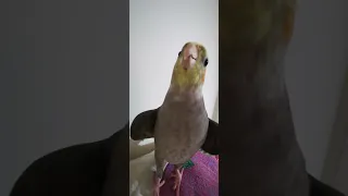 sultan papağan