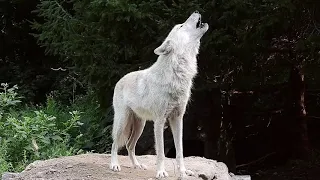 Forty-two Wolves Howling