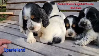 Cocker Spaniel Angielski Umaszczenie - Tricolor, Blue Roan. Spanielland.