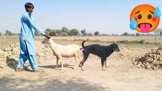 🥵OMG 😱 first time dog and goat meeting