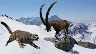 Барс против горного козерога. Snow Leopard against Capricorn.