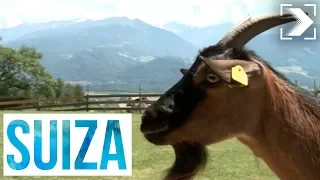 Españoles en el mundo: Suiza (3/4) | RTVE