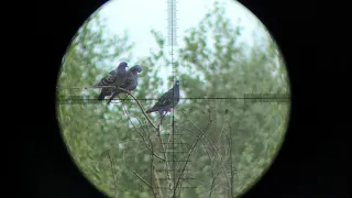 Crow hunting-Охота на ворон! ( Егерь со стволом от FX.) Качество 240FPS