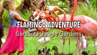 🌴 Sarasota Jungle Gardens: Discover the Magic of Flamingos, Birds & More! 🦩