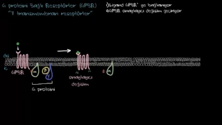 G proteini Bağlı Reseptörler (Biyoloji / Hücreler)
