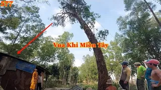 Hồi hộp khi Vua Khỉ Miền Tây treo và cưa hạ nguyên cây Bạch Đàn lâu năm. Cutting eucalyptus tree.