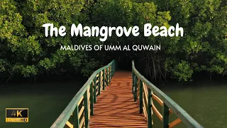MANGROVE BEACH Umm Al Quwain | Overnight Camping Spot in UAE | Malayalam VLOG | 4K