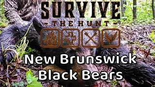 New Brunswick black bear hunting double with Hunt N It Outfitters