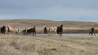 Bringing in the Girls