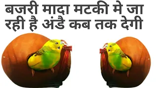 Budgies Parrots Female Matki Mai Ja Rahi Hai To Ab Ande Kab Degi | Budgies Female Breeding Signs